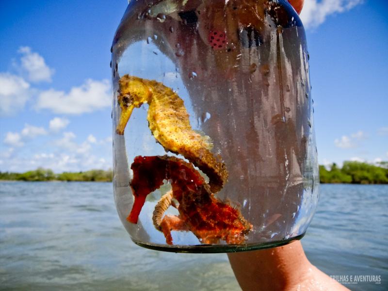 pontal-de-maracaipe-cavalo-marinho-69